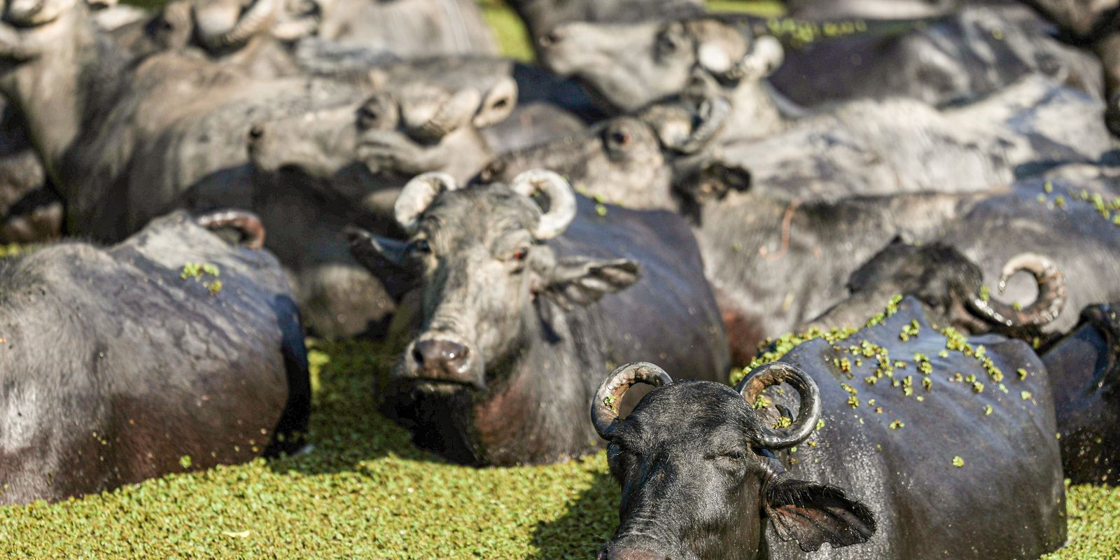 Fazendeiro planeja criar “universidade do búfalo” na Ilha de Marajó
